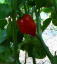 Red Savina Chilli　